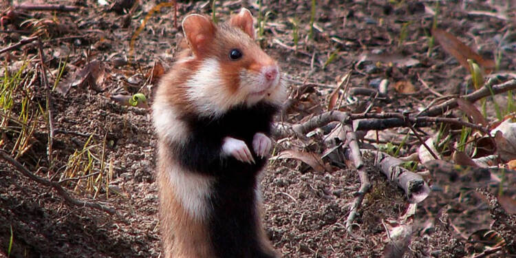 EAttachments9360136ae76b8a2288fcc8dcb47ebda3aa8f090 xl