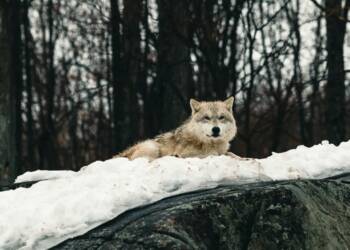 EAttachments93603713bcb8fc26ee8e7678f8c5573a94c44c6 xl