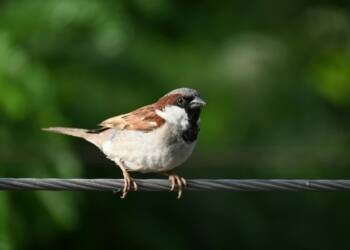 28.02.026 Trele morele - wróble 3 EAttachments93614320720507245c5aff0df69156abf6332d3 xl