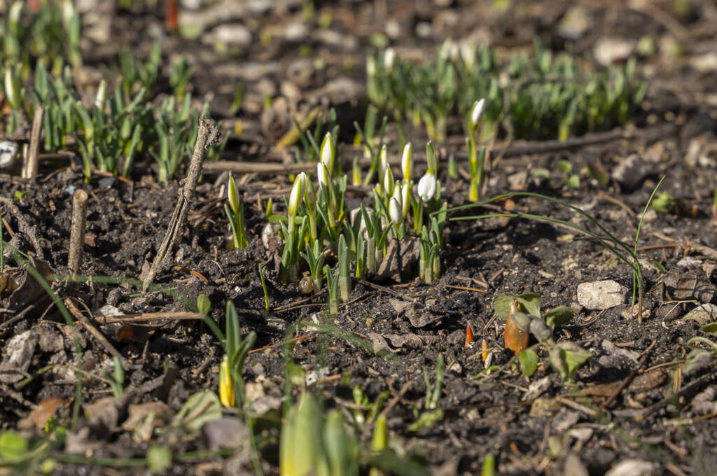 Przedwiośnie w Parku na Górce w Chełmie 1 EAttachments93625802742250466856eea0864245150ae68dc xl