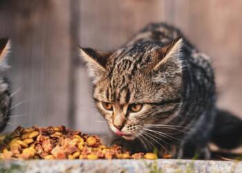 EAttachments8451619eee57d953522732ee37ad686875fc5ca