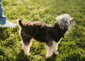 EAttachments868476747c3a281b050913b410307bb59e2caab xl