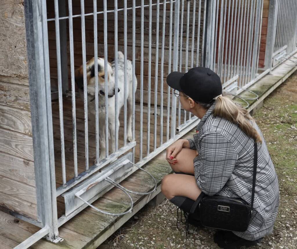 Odpowiedzialna opieka i atrakcje. Schronisko otwiera drzwi 1 EAttachments899509145a8f07356236673463976875fb354e8 xl