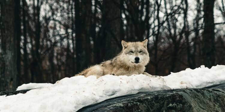 EAttachments93603713bcb8fc26ee8e7678f8c5573a94c44c6 xl