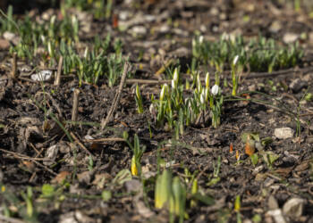 EAttachments936280640a61a767f6cd59f764225bff3ca2b50 xl