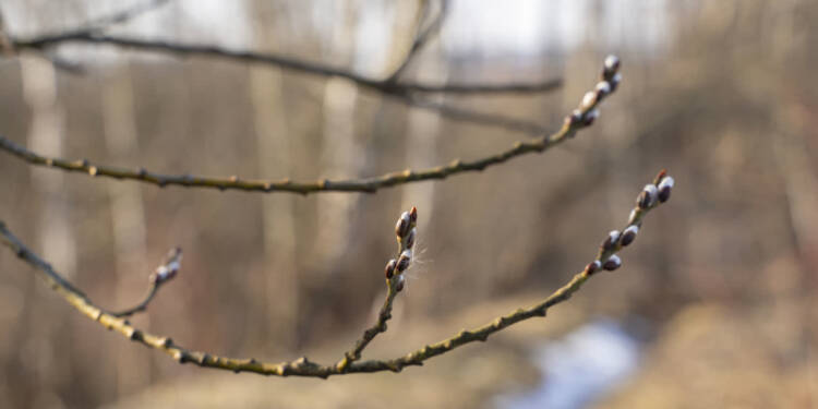 Ślady wiosny i... bobrów nad zalewem Glinianki 1 EAttachments9364161e9060add3a63a671e06f8d594dc2d4d0 xl