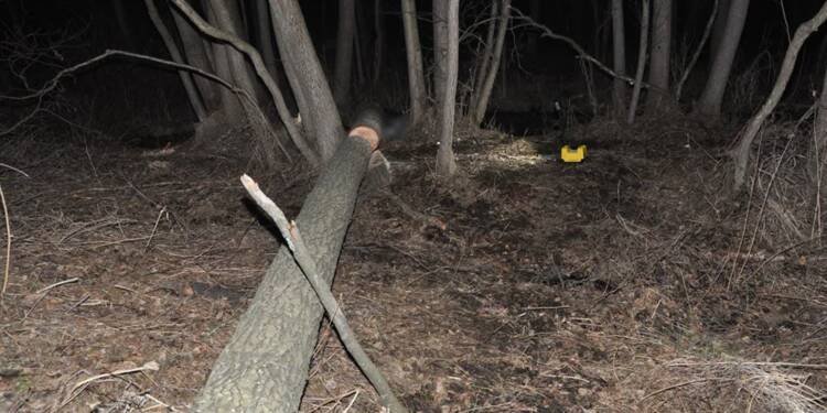 Nieszczęśliwy wypadek przy wycince. Nie żyje mężczyzna 1 EAttachments93652802a8bea4d2e215c44fbc720cfe5ebbe70 xl