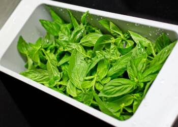 03.03.2026 Żyj zdrowo - szałwia i bazylia 2 EAttachments9366915c8cd16d3734e0a63e5fdf2eb11593c31 xl