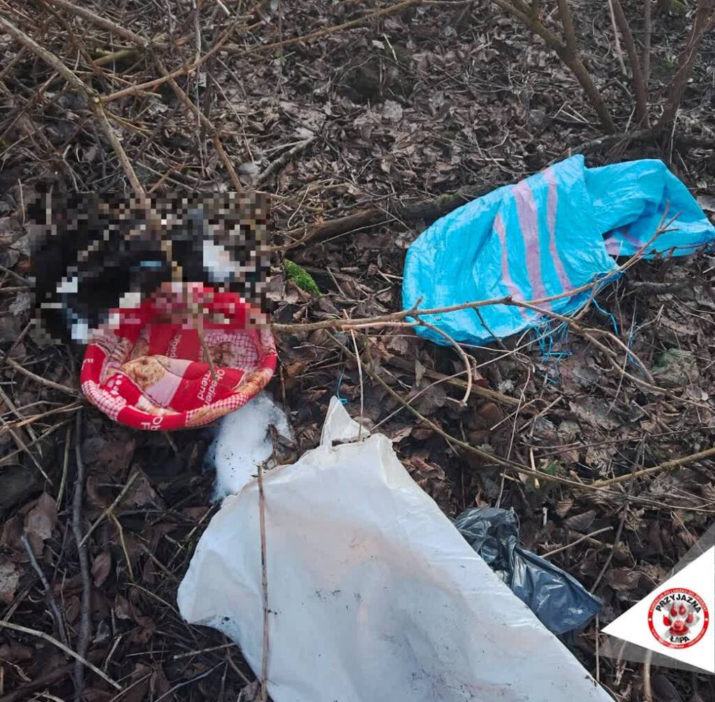 Zwłoki kota porzucone w worku. Sprawę bada Fundacja Po Ludzku do Zwierząt - Przyjazna Łapa 1 EAttachments93679607cd99868e32f94f011b29a936330c00f xl