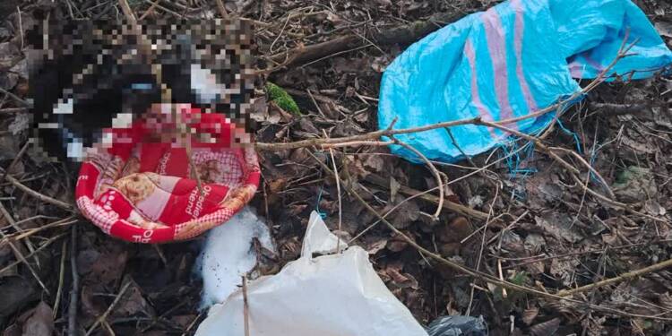 Zwłoki kota porzucone w worku. Sprawę bada Fundacja Po Ludzku do Zwierząt - Przyjazna Łapa 1 EAttachments93679607cd99868e32f94f011b29a936330c00f xl