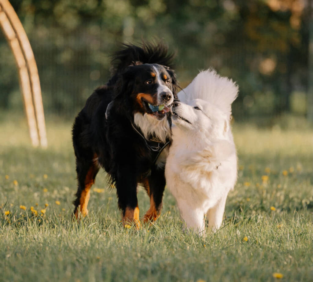 04.03.2026 Chwila dla pupila - praca z psami reaktywnymi i lękliwymi 1 EAttachments93692005e5c2f966bec64a0b8dd99f1e92f40e3 xl