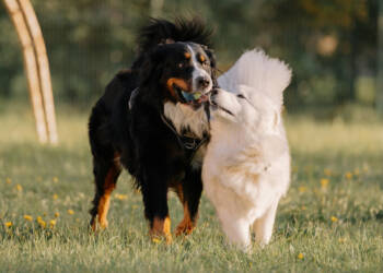 EAttachments93692005e5c2f966bec64a0b8dd99f1e92f40e3 xl