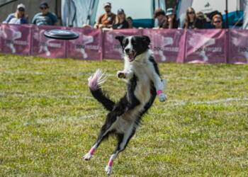 EAttachments93714616a2bb742d2aead6afa01080b87f8a8d1 xl