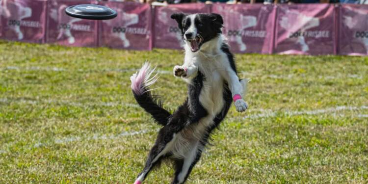 EAttachments93714616a2bb742d2aead6afa01080b87f8a8d1 xl