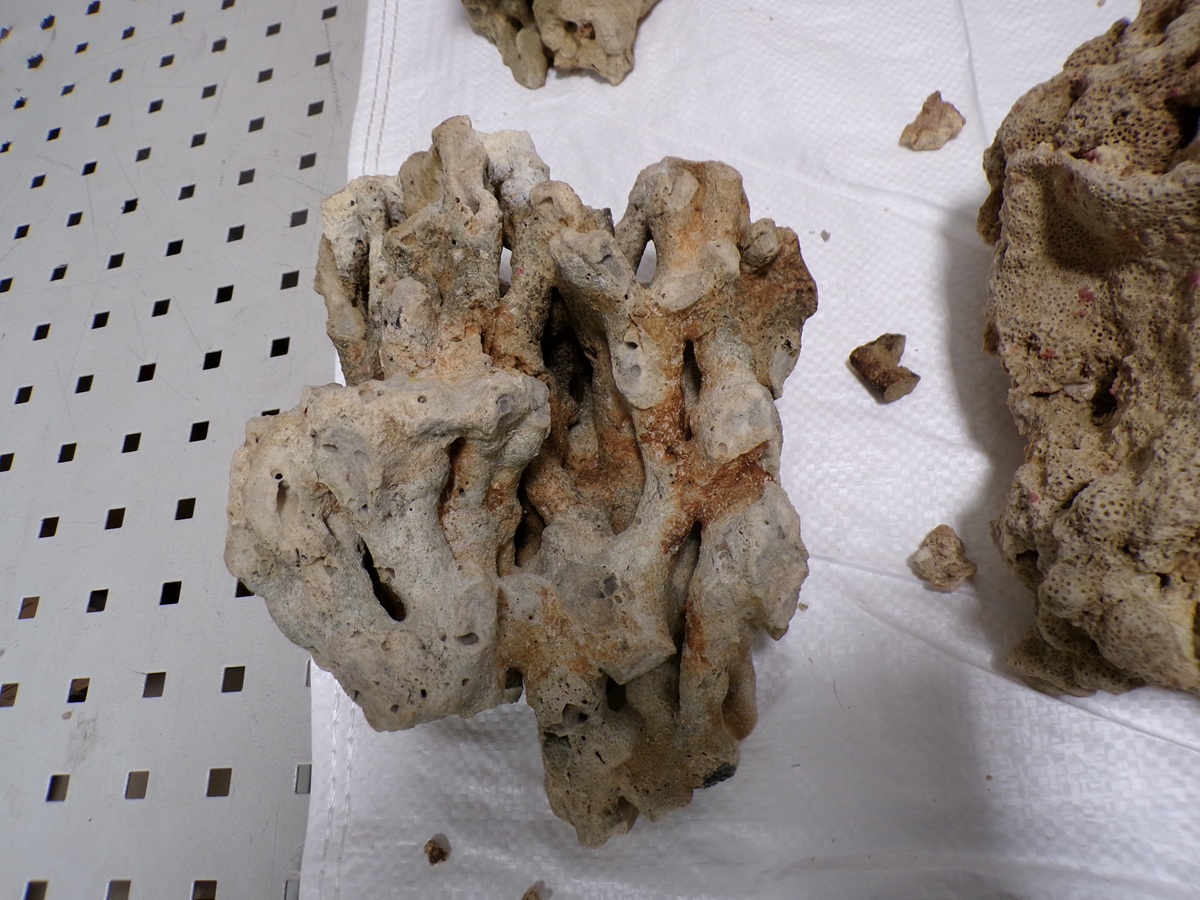 20260306_CITES (2).JPG