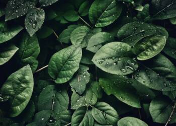 EAttachments9374942f5b1236bbbe979a504327bf36c3ce50c xl