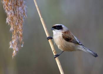 EAttachments9376018a556a95977a94ba67c0f3b773680e5a9 xl