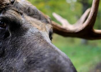 EAttachments9377667dd81c74fb6dca6be028a8edbd900912b xl 1