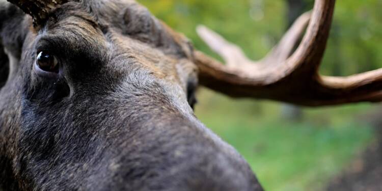 EAttachments9377667dd81c74fb6dca6be028a8edbd900912b xl 1