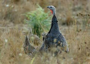 EAttachments9377852b061c3ad4318a648ce05c89dcb0a7d06 xl