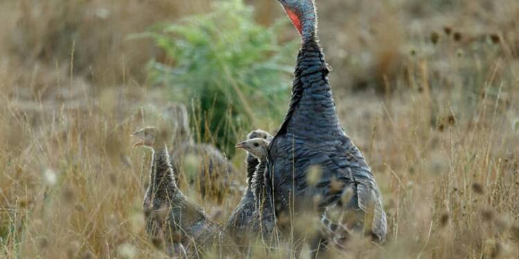 09.02.2026 Agrobiznes - ostatnie dni na wnioski o dopłaty do ubezpieczeń zwierząt 1 EAttachments9377852b061c3ad4318a648ce05c89dcb0a7d06 xl