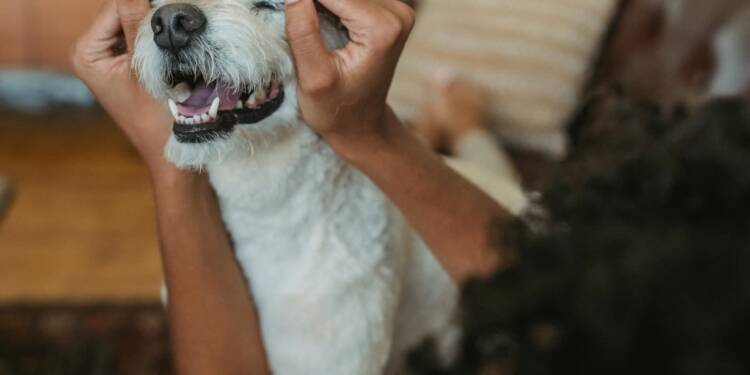 EAttachments9381762c5ce59cef785519503fdb71e446424b2 xl