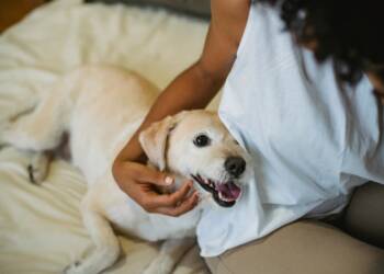 EAttachments93832072ee72f5fddd7b0fe4434d9a1f1f89caa xl