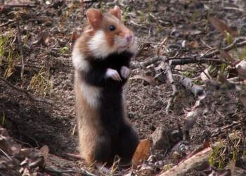 EAttachments9384903be60f96a509df1535aa440a77f22418f xl 1024x721 1