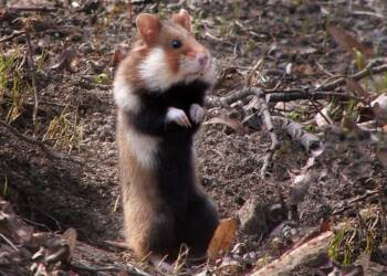 EAttachments9384903be60f96a509df1535aa440a77f22418f xl