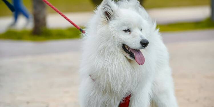 EAttachments93853993f9d2abc548804eb108c59d0eb0d2912 xl