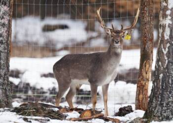 EAttachments9385959ed1866beedfd0eb187c63f31107bb1b9 xl 1024x768 1