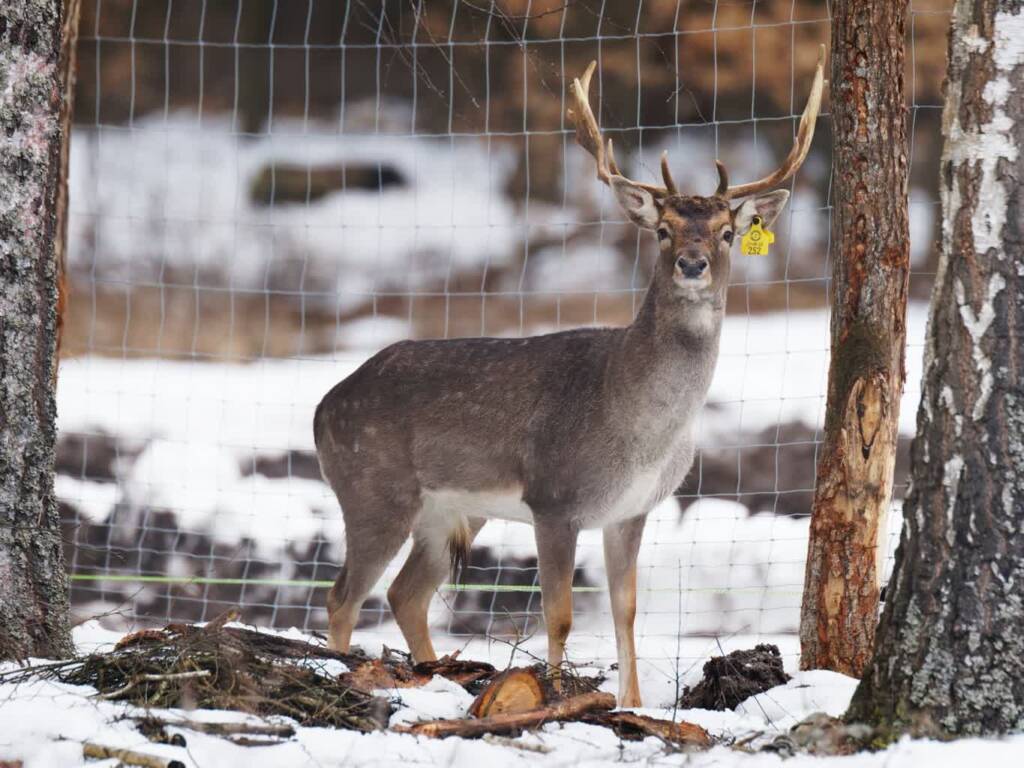 EAttachments9385959ed1866beedfd0eb187c63f31107bb1b9 xl