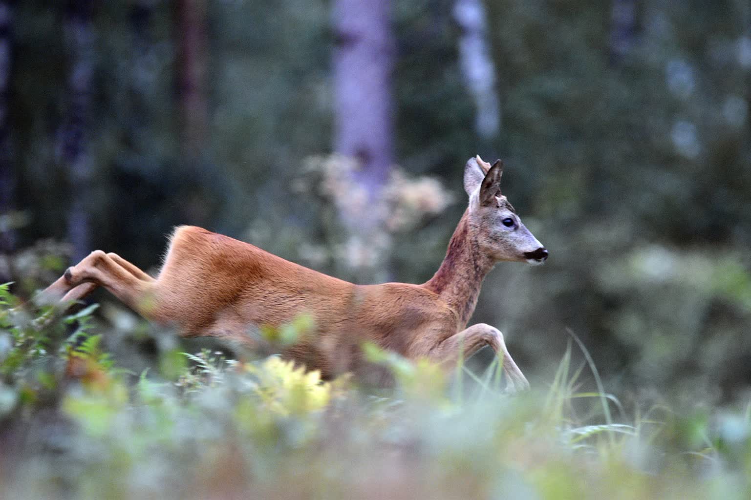 Uwaga, zwierzę na drodze! Jak uniknąć nieszczęśliwego spotkania? 2 artellliii72-buck-5531762_1280.jpg