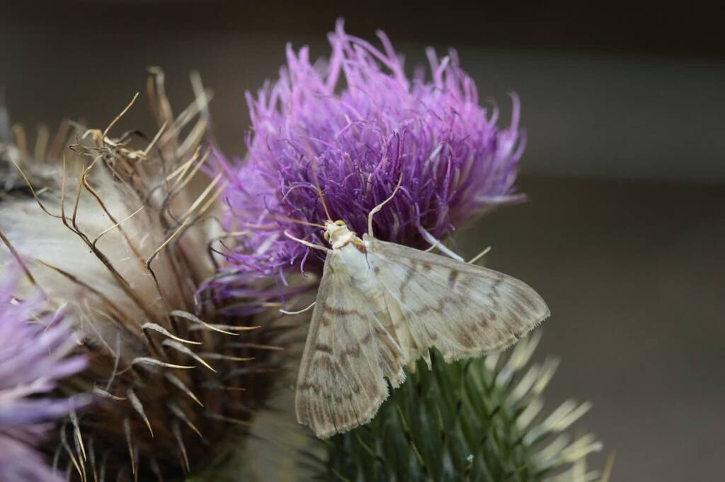 EAttachments93879070ca3e78a0214a1523611ffff9f08b631 xl