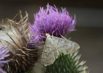 EAttachments93879070ca3e78a0214a1523611ffff9f08b631 xl