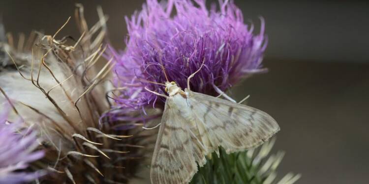 EAttachments93879070ca3e78a0214a1523611ffff9f08b631 xl