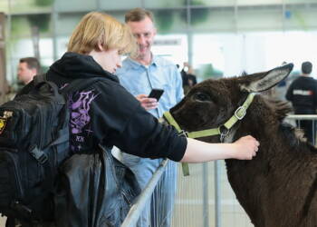 EAttachments9390638cad8d0a6e5d5f018c1448ae9898a5aeb xl