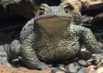 EAttachments93908995cf311a8517b9941ab79d3235154b9e4 xl