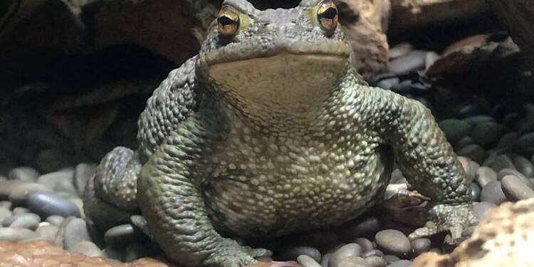 Uwaga na ropuchy! Pożyteczne płazy w niebezpieczeństwie 1 EAttachments93908995cf311a8517b9941ab79d3235154b9e4 xl