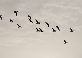 Ptasi rekord w Lubelskiem. Wielka akcja ornitologów 2 EAttachments939232774377c70838666f3637d9a3049fd511d