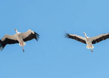 EAttachments93938323ef6fc50ebf0782e5238801ff7662b36 xl