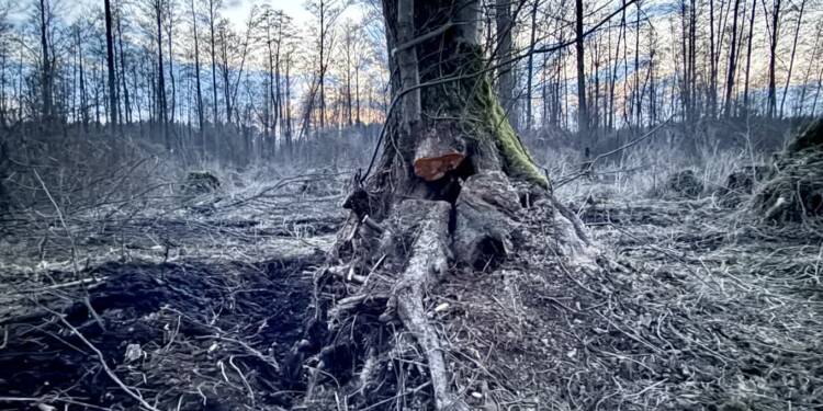 EAttachments93946924e91cf0d0cdd893f165a5386884c9e43 xl