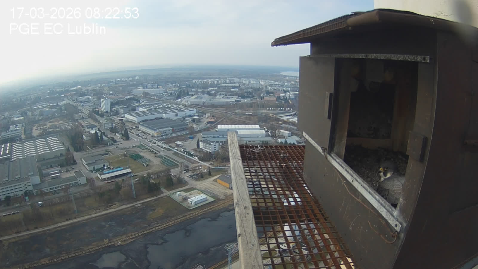 Pierwsze jajo w gnieździe lubelskich sokołów 2 Zrzut ekranu (11).png