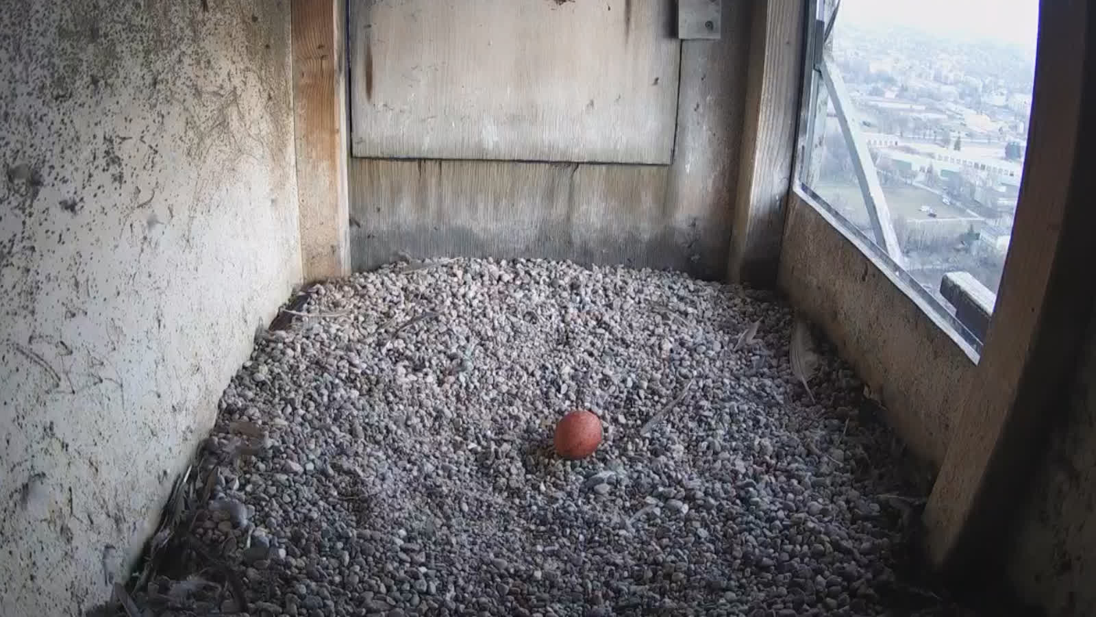 Pierwsze jajo w gnieździe lubelskich sokołów 3 Zrzut ekranu (13).png