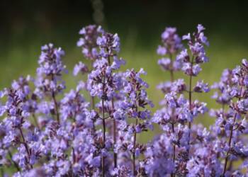 EAttachments93953213b937495d082b433d09041bce90a4b10 xl