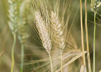 EAttachments9396214b45e313cd197feb866915fa494c06c04 xl