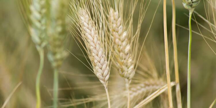 EAttachments9396214b45e313cd197feb866915fa494c06c04 xl