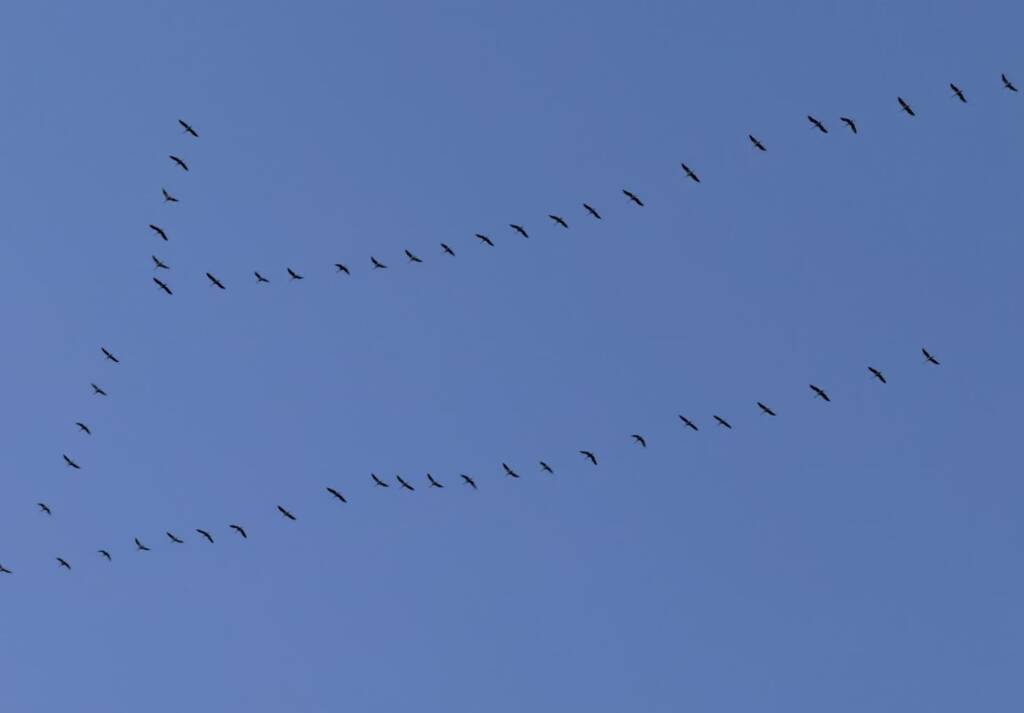 Ptaki wracają do Polski. Wiosenne migracje już w pełni 1 EAttachments93966853eba7f29cf1bc6dccfdca81d4a6b518a xl