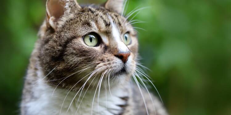 EAttachments9398113b6b926f9812906c3129543aff90a0569 xl