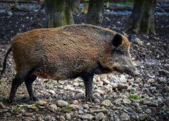 EAttachments9399640ab1eade9b7516778ec20b5ebf512927a xl